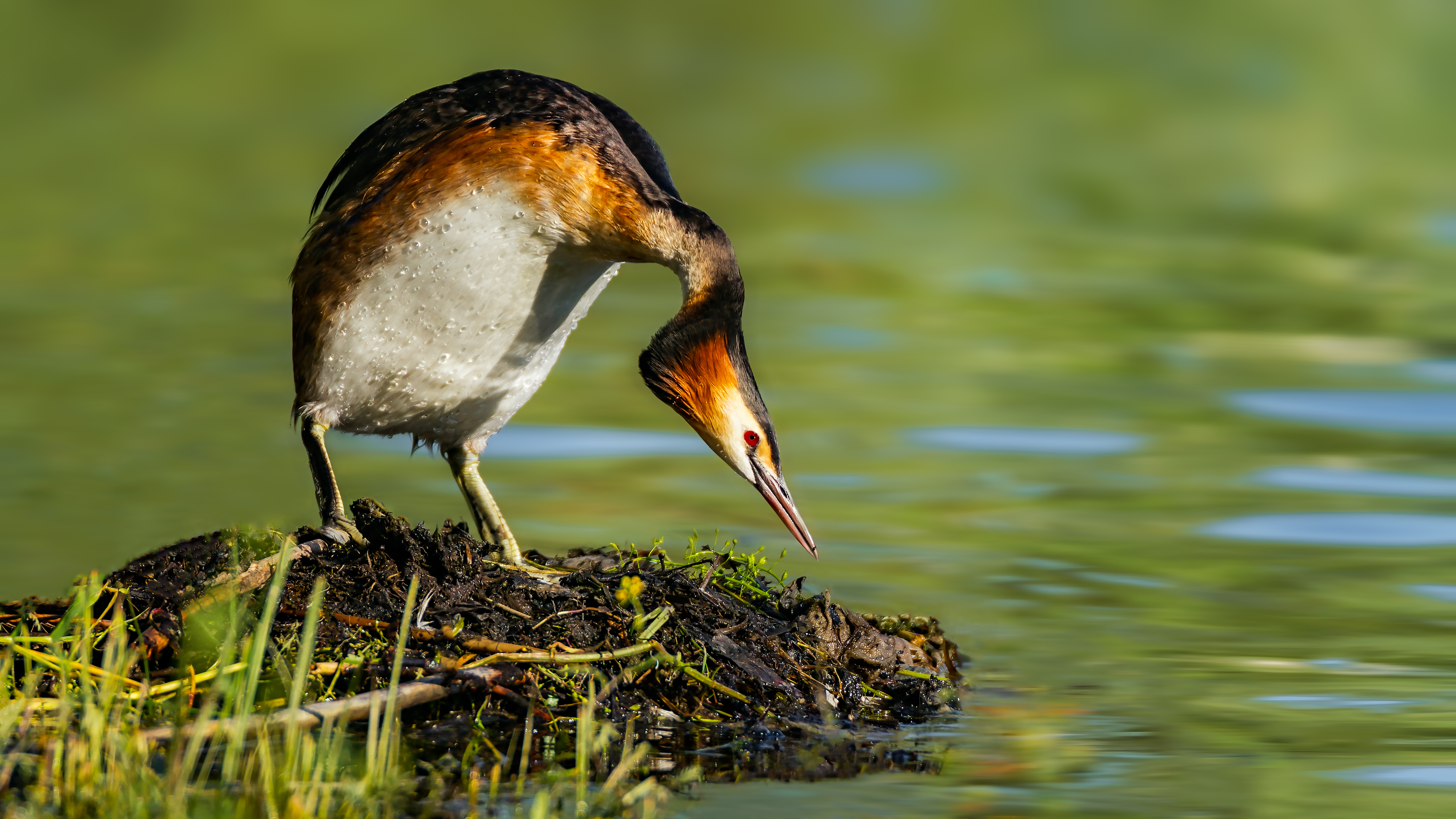 Grebe (27)